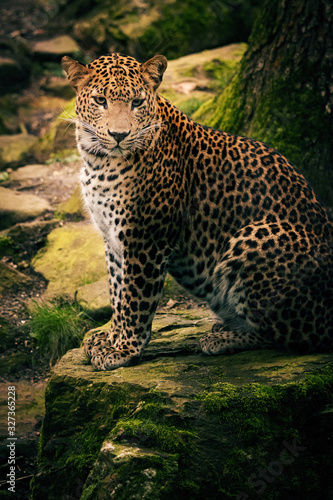 Sri Lanka Leopard im Burger s Zoo in Arnheim  Niederlande