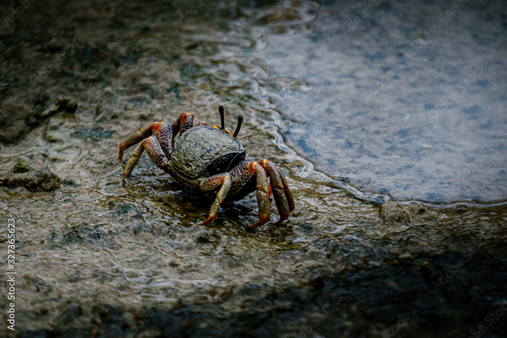 Winkerkrabbe am Strand eines Mangrovenwaldes