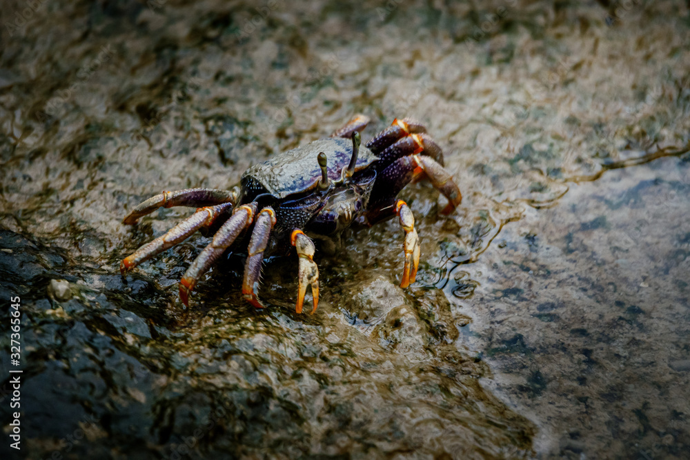 Winkerkrabbe am Strand eines Mangrovenwaldes