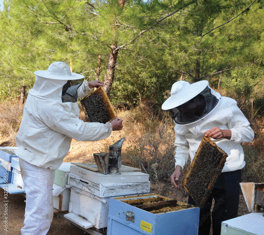 Beekeeper on apiary. Beekeeper is working with bees and beehives on the apiary. Beekeeper on apiary. Beekeeper is working with bees and beehives on the apiary.