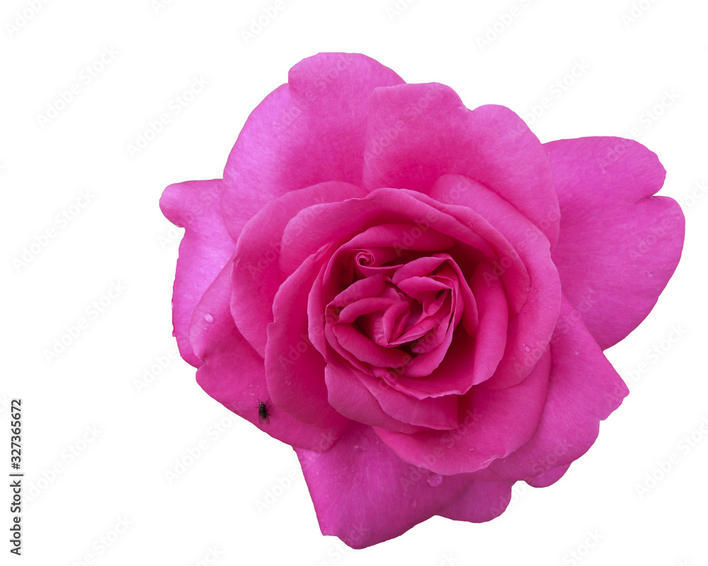 pink rose isolated on white background pink rose isolated on white background