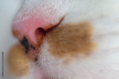 Blurred at high magnification image of a cat's nose and part of the face