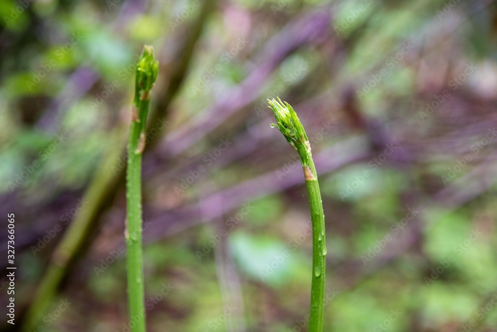 山菜しおで 山菜しおで