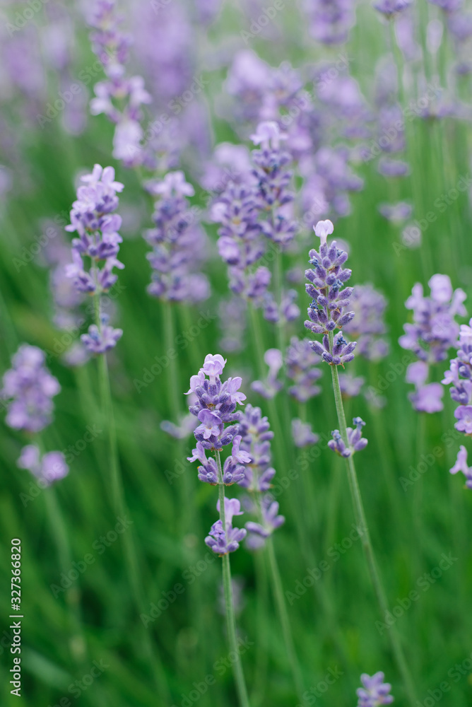 Delicate lilac lavender flowers in the garden in summer. Selective focus Delicate lilac lavender flowers in the garden in summer. Selective focus