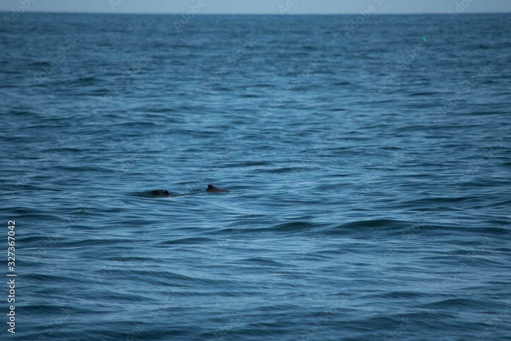 Harbor Porpoise Harbor Porpoise