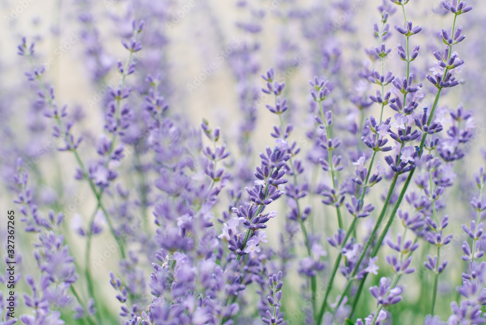 Delicate stylish lilac lavender flowers in summer in the garden on a gray background. Selective focus Delicate stylish lilac lavender flowers in summer in the garden on a gray background. Selective focus
