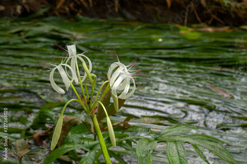 Rare Crinum thaianum or water lily, Onion Plant, Thai water onion or Water onion are blooming photo