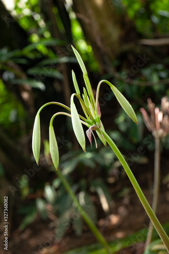 Rare Crinum thaianum or water lily, Onion Plant, Thai water onion or Water onion are buds photo