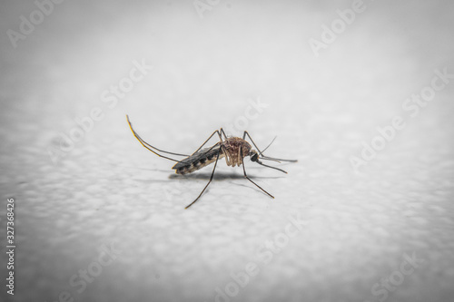 Thin mosquito close up macro