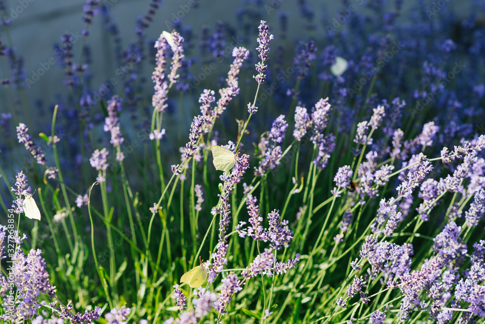Obraz premium Lavender flowers in the field and a lemongrass butterfly on the flower