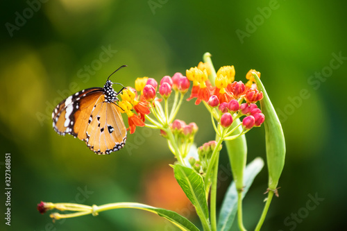 monarch butterfly  at colorful flower