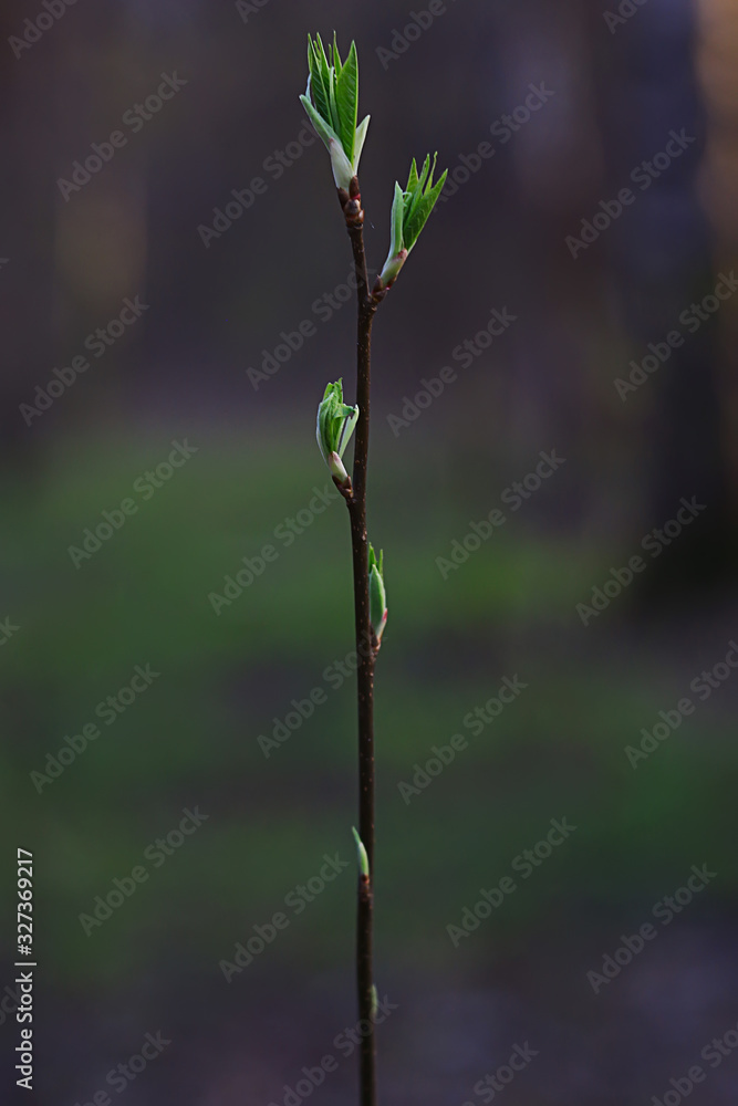 branches of young green leaves and buds, seasonal background, april march landscape in the forest branches of young green leaves and buds, seasonal background, april march landscape in the forest