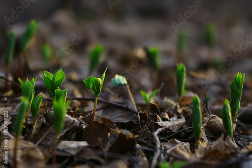 fresh green shoots background, abstract spring look, new greens © kichigin19