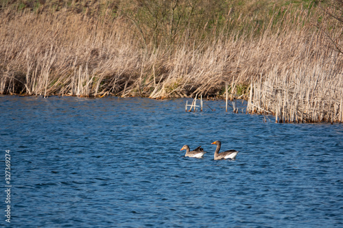 pair of greylag geese swims out of a lake in spring