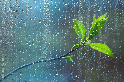 spring rain in the forest, fresh branches of a bud and young leaves with raindrops photo