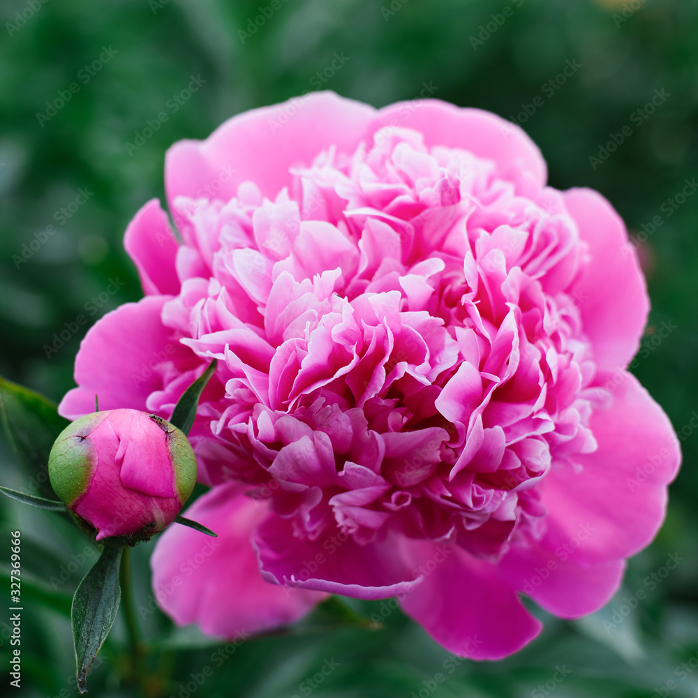 Pink flower of a beautiful peony in the garden in spring close-up. Selective focus Pink flower of a beautiful peony in the garden in spring close-up. Selective focus