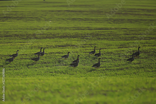geese spring migratory birds in the field, spring landscape background