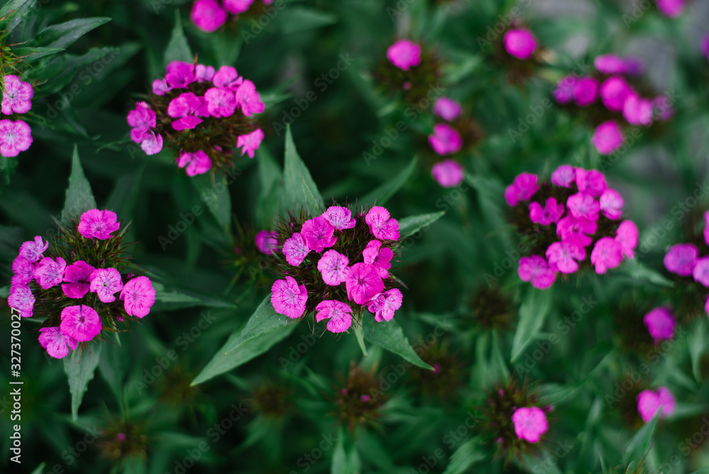 Pink flowers of Turkish carnation in the garden in summer. Selective focus Pink flowers of Turkish carnation in the garden in summer. Selective focus