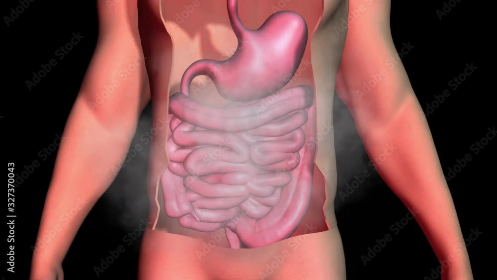 Gas buildup in human stomach . Flatulence , bloating , gases ...