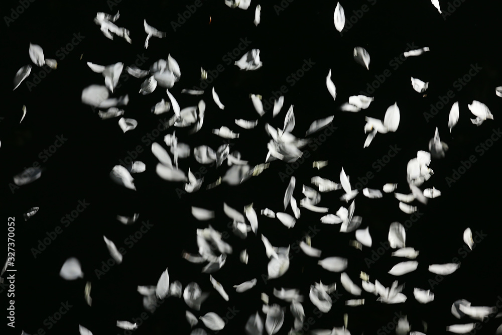 petals of a white apple tree on a black background fall petals of a white apple tree on a black background fall