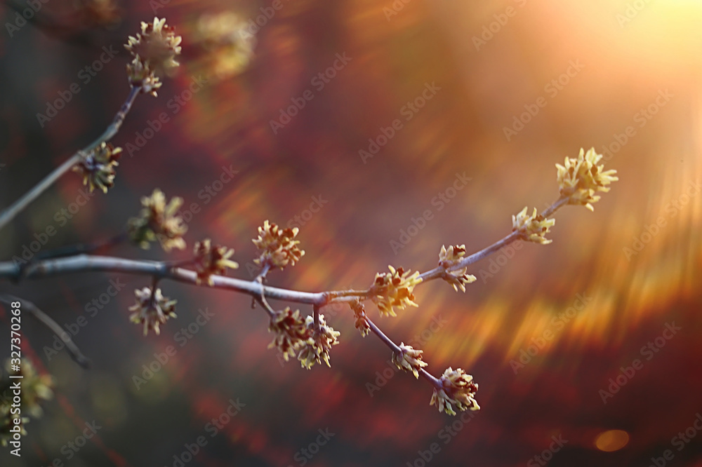 abstract sunny day background in spring forest, branches with buds and young leaves in the sunlight abstract sunny day background in spring forest, branches with buds and young leaves in the sunlight