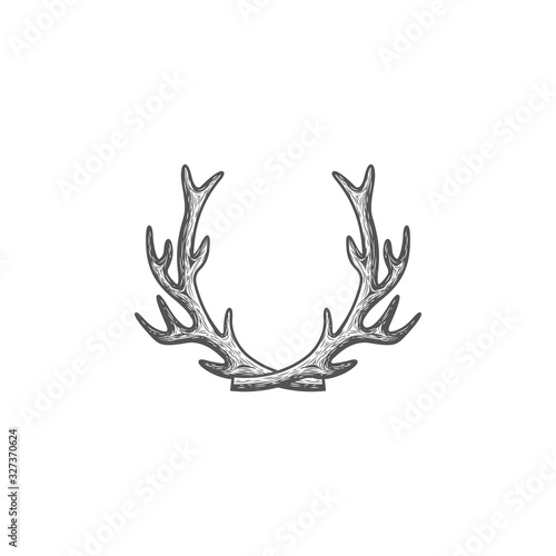 illustration drawing of deer antlers