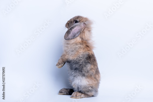 Gray brown fur rabbit Standing with 2 hind legs and looking sideways, On white background, to pet and animal concept.