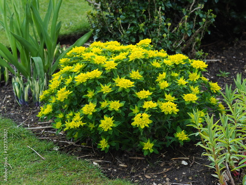 Euphorbia polychroma plant with yellow flowers and green leaves in a garden