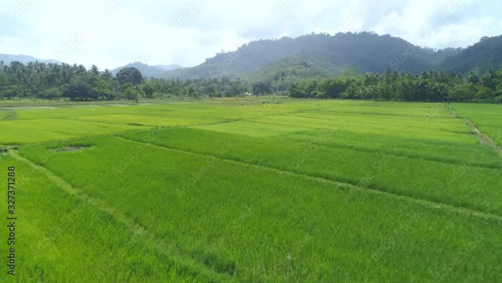 Aerial view of green rice plantation field, Palawan, Philippines. Aerial view of green rice plantation field, Palawan, Philippines.