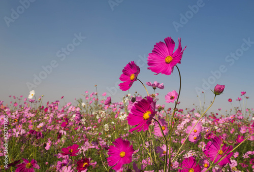 pink cosmos flower