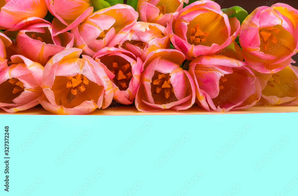 pink tulips on yellow and blue backgrouns