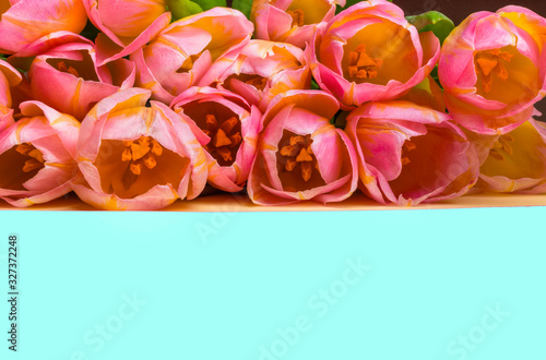 Obraz na płótnie pink tulips on yellow and blue backgrouns w salonie