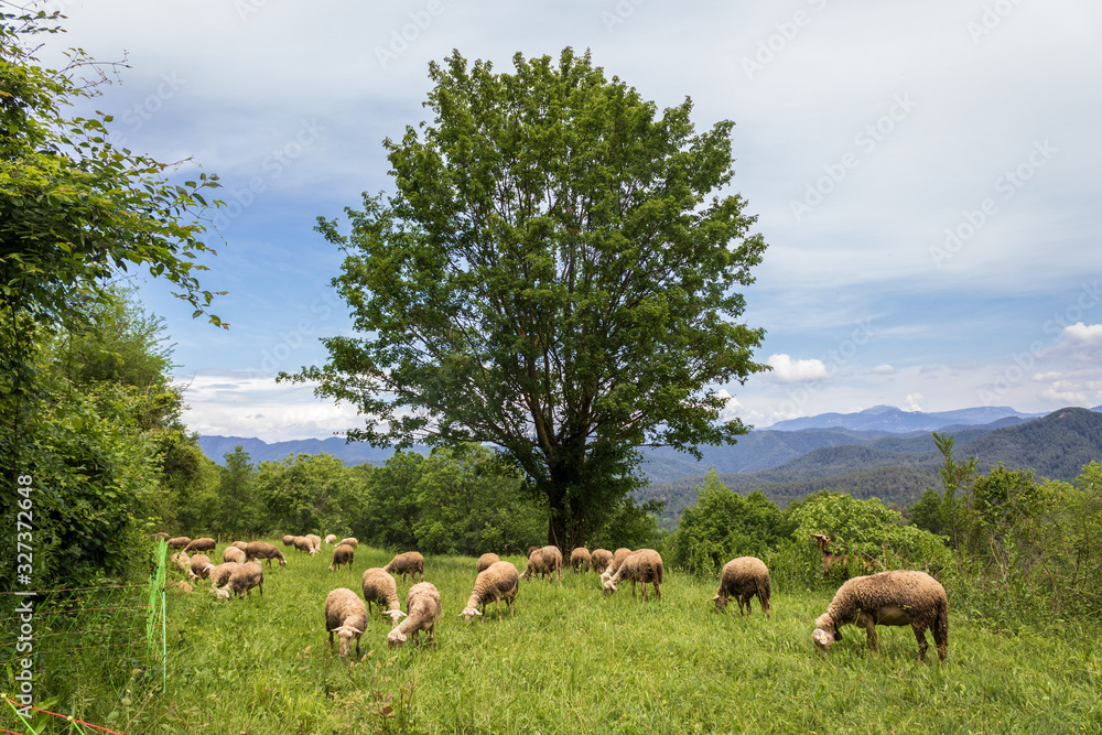 Flock of sheep in the countryside in Falgons, Spain Flock of sheep in the countryside in Falgons, Spain