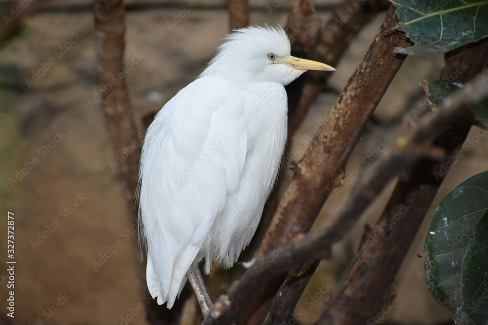 Beautiful birds nature captured in Canada Beautiful birds nature captured in Canada