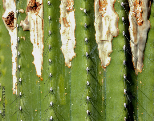 Close up of a cactus - abstract background texture . Royal Botanical Garden of Madrid