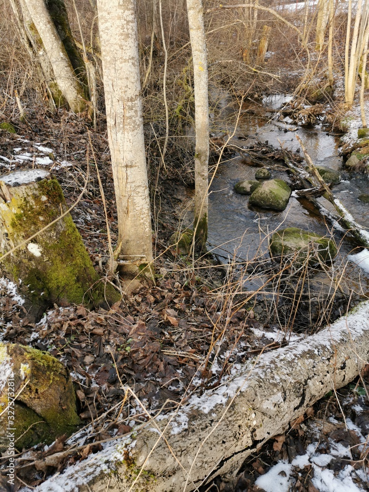 Fototapeta premium Stream in the forest in the spring.Fallen trees covered with moss.Melted snow.Dry grass and broken branches.Brown grass