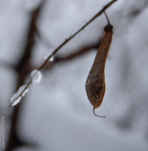 Seeds in the form of long narrow pods on trees in cold winter covered with snow cover
