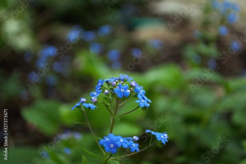 Close up of itty bitty Blue forget me not in my garden myosotis alpestris sylvatica photo