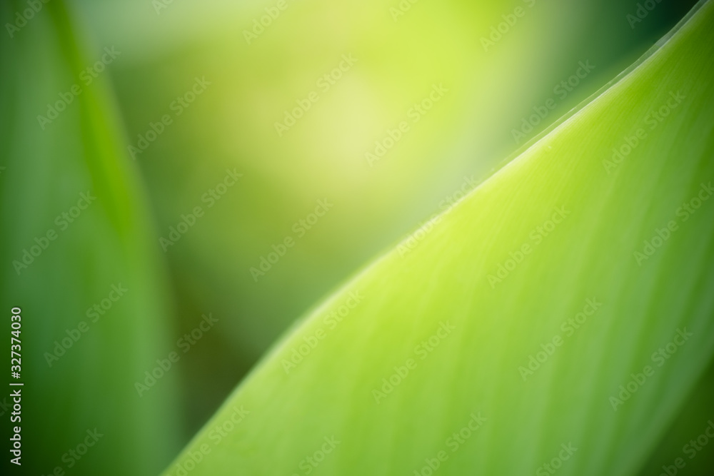 Beautiful nature view of green leaf on blurred greenery background in garden and sunlight with copy space using as background natural green plants landscape, ecology, fresh wallpaper concept. Beautiful nature view of green leaf on blurred greenery background in garden and sunlight with copy space using as background natural green plants landscape, ecology, fresh wallpaper concept.