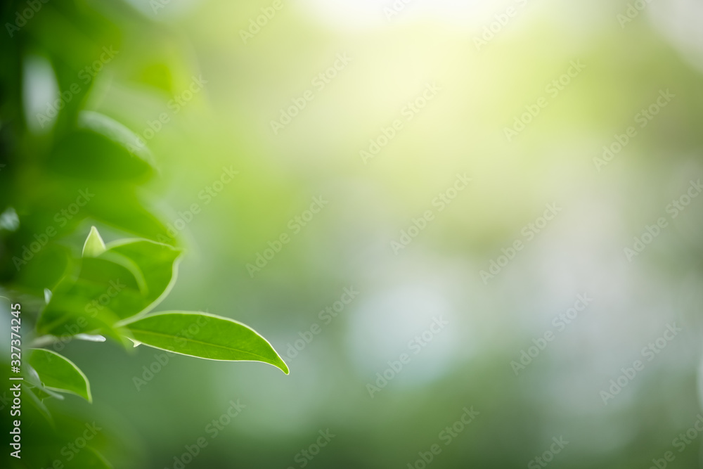 Beautiful nature view of green leaf on blurred greenery background in garden and sunlight with copy space using as background natural green plants landscape, ecology, fresh wallpaper concept. Beautiful nature view of green leaf on blurred greenery background in garden and sunlight with copy space using as background natural green plants landscape, ecology, fresh wallpaper concept.