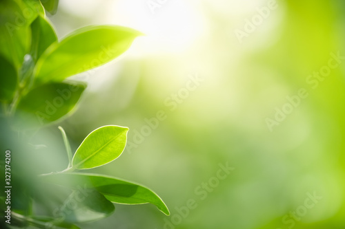 Beautiful nature view of green leaf on blurred greenery background in garden and sunlight with copy space using as background natural green plants landscape  ecology  fresh wallpaper concept.