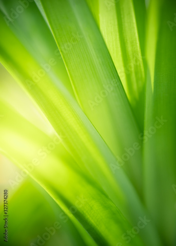Beautiful nature view of green leaf on blurred greenery background in garden and sunlight with copy space using as background natural green plants landscape  ecology  fresh wallpaper concept.