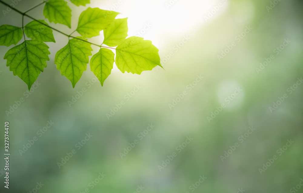 Beautiful nature view of green leaf on blurred greenery background in garden and sunlight with copy space using as background natural green plants landscape, ecology, fresh wallpaper concept.