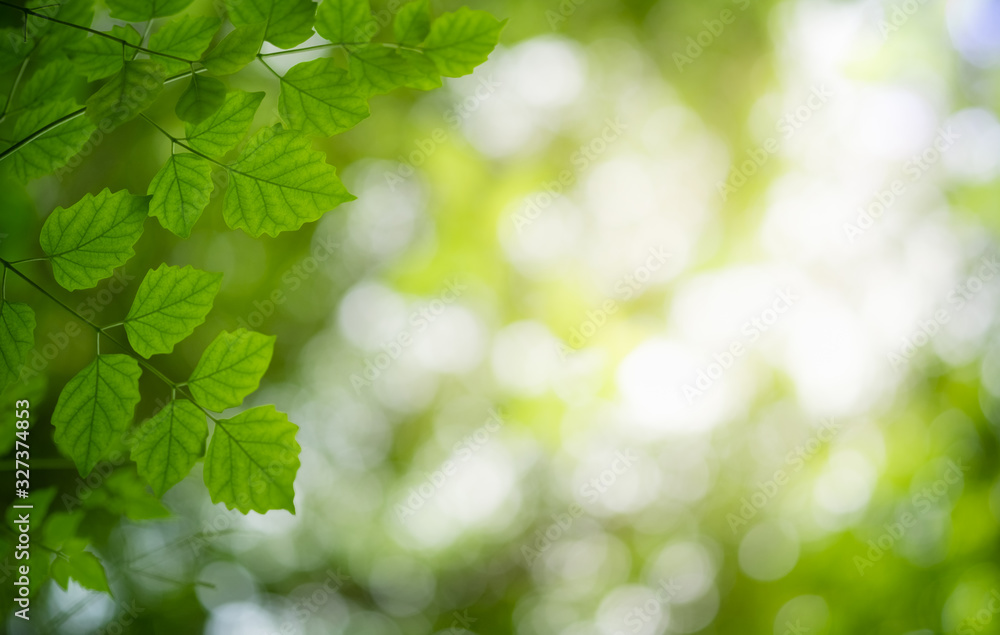Beautiful nature view of green leaf on blurred greenery background in garden and sunlight with copy space using as background natural green plants landscape, ecology, fresh wallpaper concept. Beautiful nature view of green leaf on blurred greenery background in garden and sunlight with copy space using as background natural green plants landscape, ecology, fresh wallpaper concept.