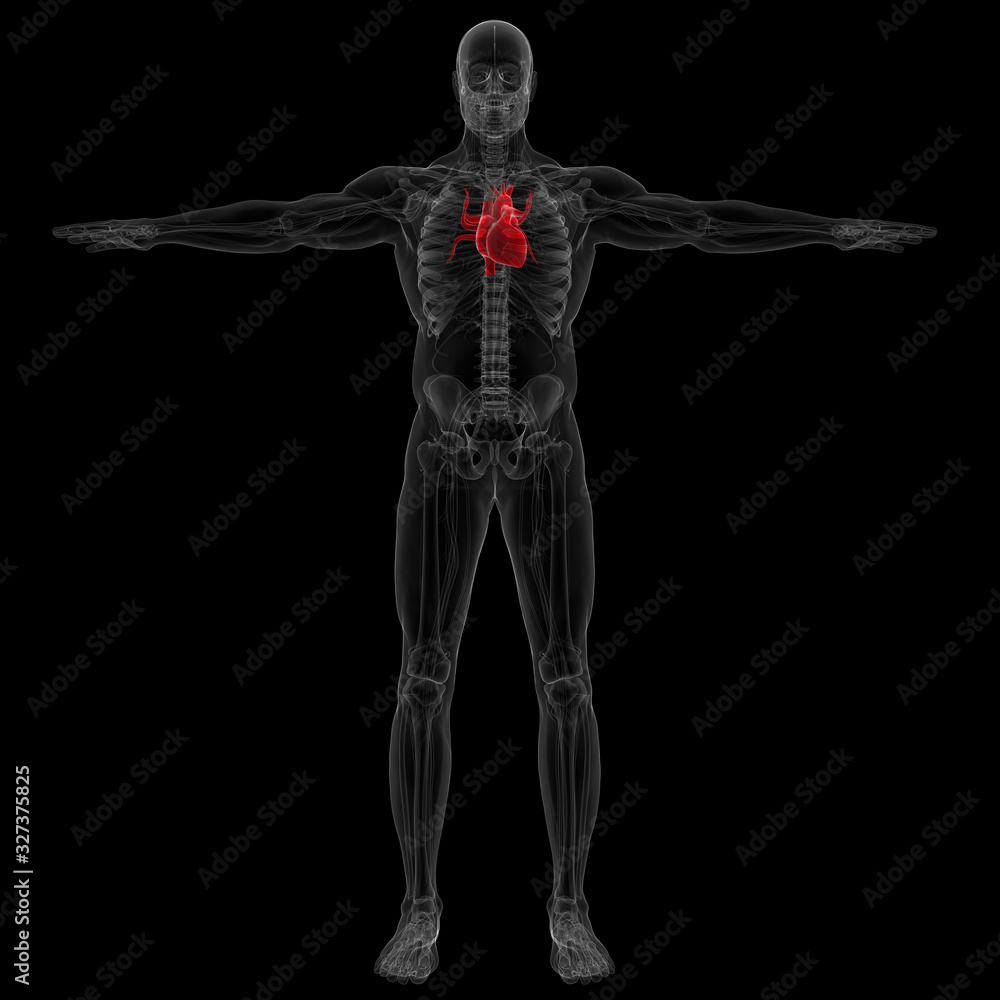 3D Illustration human heart with skeleton