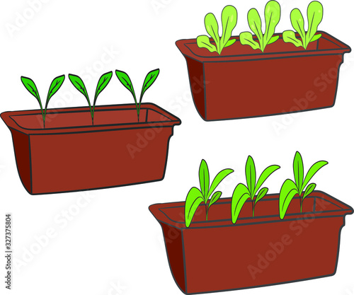 Small sprouts in a long pot, set. Seedlings are growing. Gardening. Isolated elements on a white background.