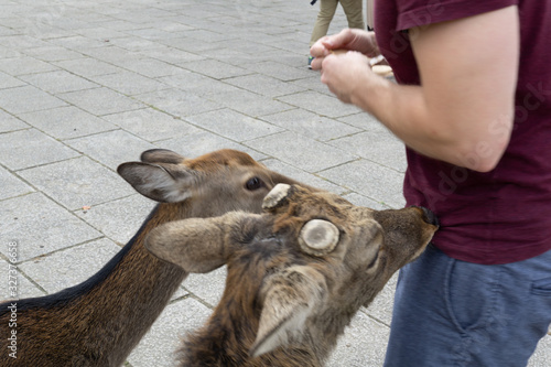 Tourist feeding deers in Nara, Japan