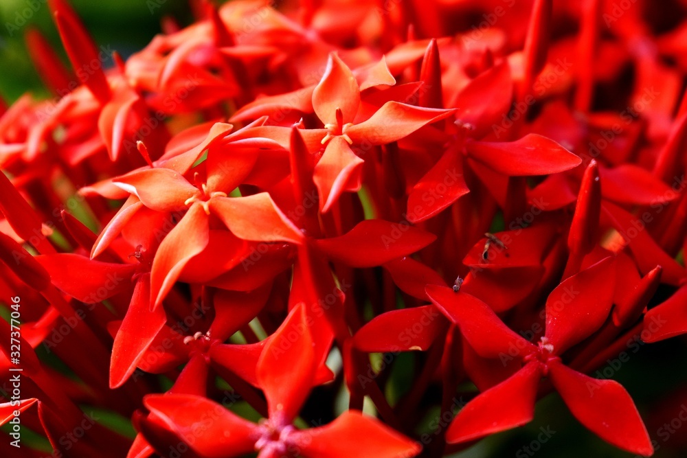 Bunch of Red Flowers