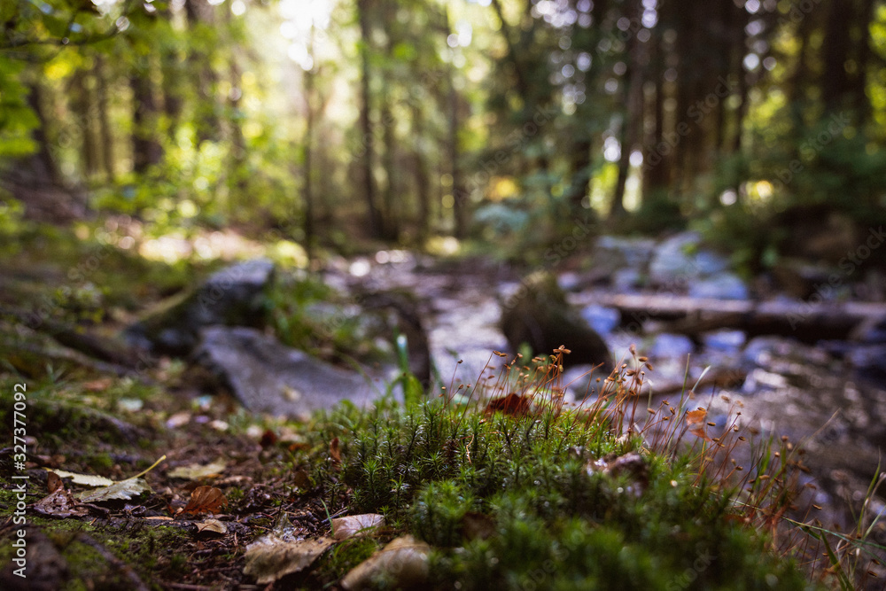 Wasserlauf im Wald Wasserlauf im Wald