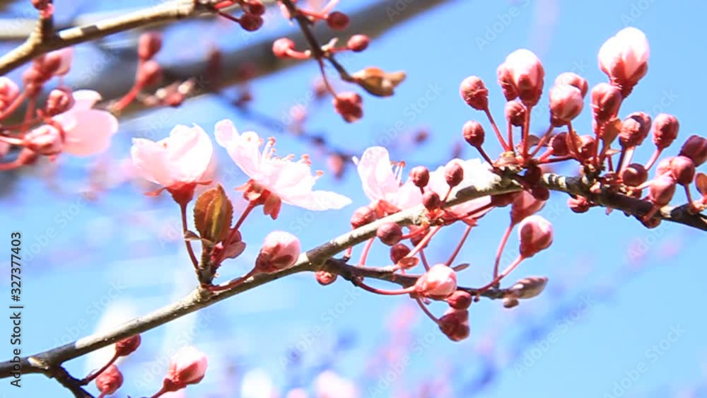 Beautiful spring flower branch aromatherapy Beautiful spring flower branch aromatherapy